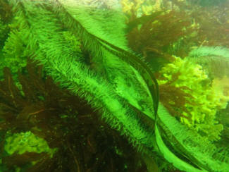 Kelp