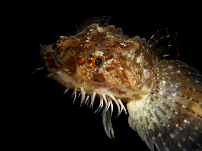 Panserulk