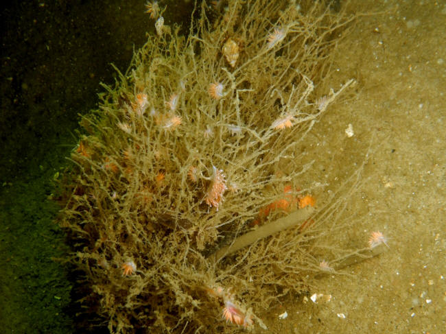 N�gensnegle p� hydroider
