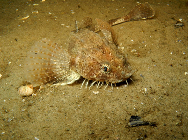 Panserulk
