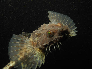 Panserulk