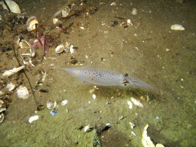Bl�ksprutte