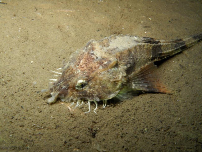Panserulk