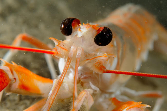 Jomfruhummer