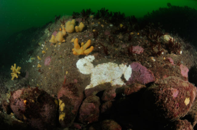 Søhare
