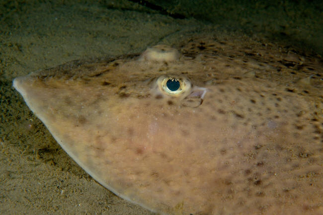 Rokke