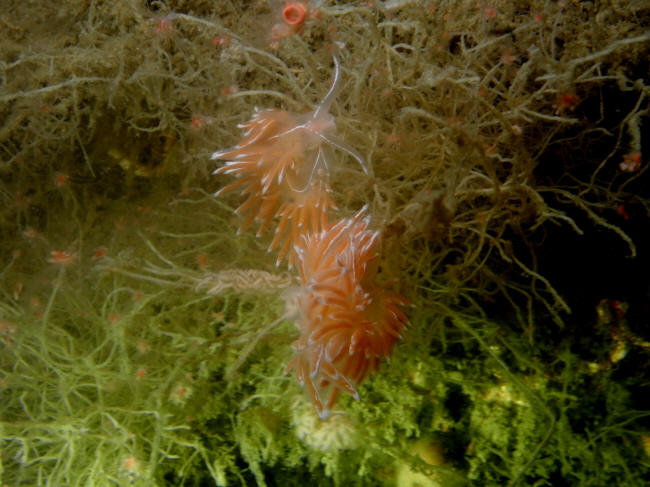 N�gensnegle