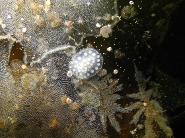 Pornosnegl