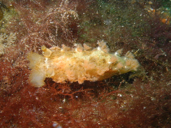 Smørsnegl