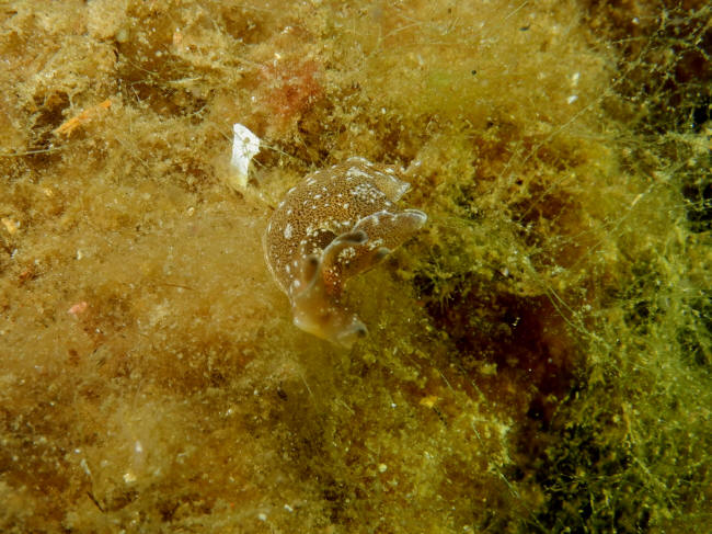 Seaslug