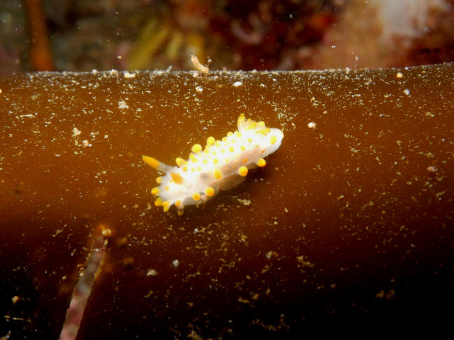 snegl