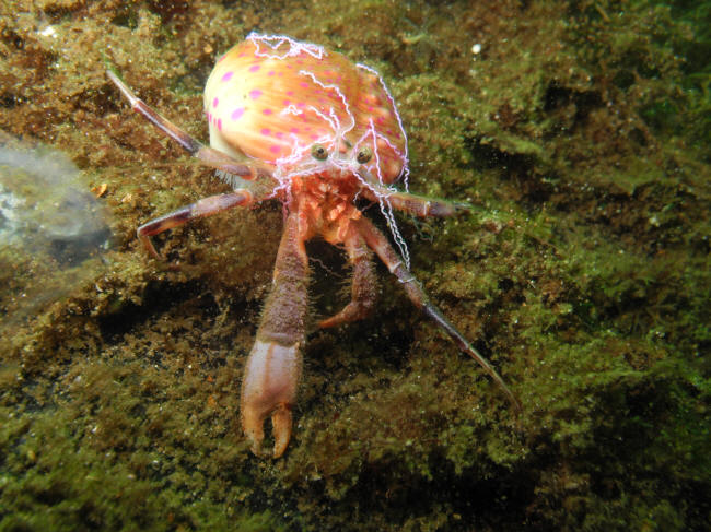 Anemoneeremitkrebs