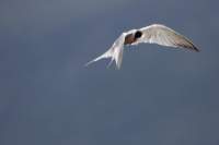 img_0216_small.jpg