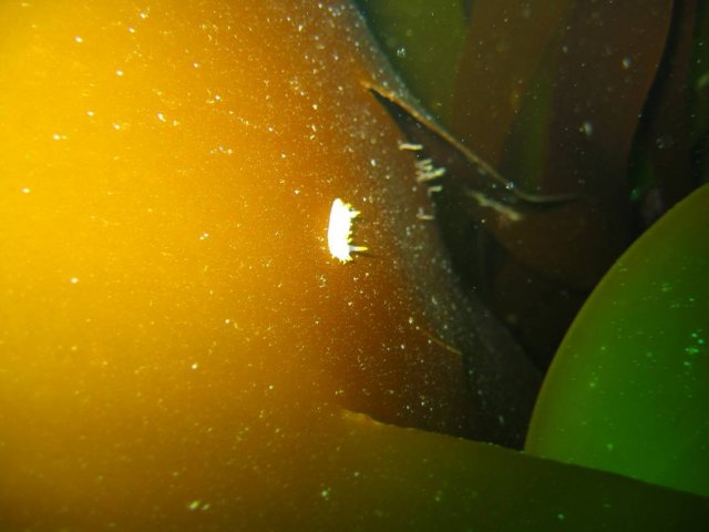 sb044.jpg