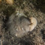 1 søndag i advent / årets først juledyk d. 29/11 2020