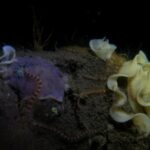 Otto - på en ny måde d. 18/5 2021!