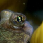 Pinsedyk på Otto d. 24/5 2021