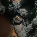 Themis & Libra d. 30/5 2021