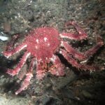 Kronprinzen d. 6/6 2021