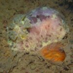 Tirsdagsdyk på Stenfragteren d. 8/6 2021