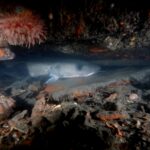 Lørdagsdyk i Kattegat d. 11/9 2021