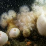 <strong>Hvenprammen 11/12 2021</strong>