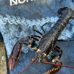 Hummertur til Limfjorden d. 24/3 2022