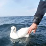 Stenfragteren og og en ny ven på Mirs d. 26/6 2022