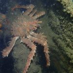 S/S Robert 9/10 - 2022