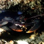 Malene Slotø og Mirs vrag d. 13/11 2022