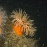 Tirsdagsdyk på Robert SS d. 9/9 2025